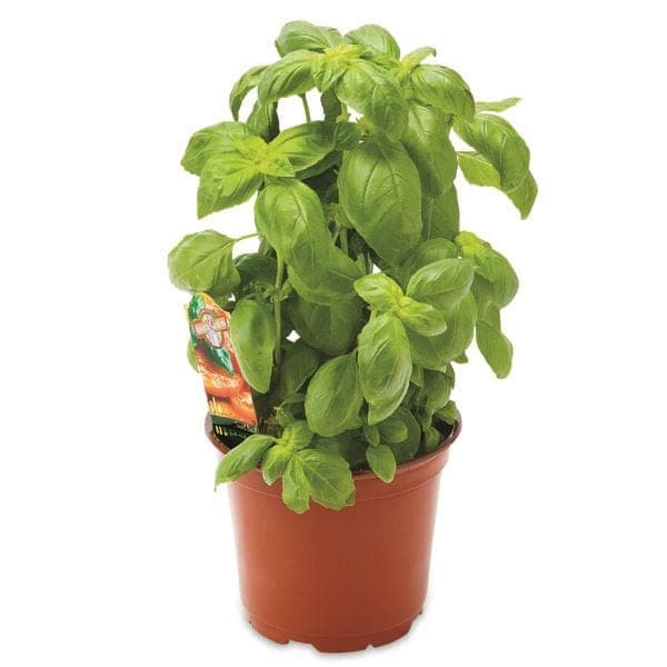 Potted Basil Floral deal at Publix